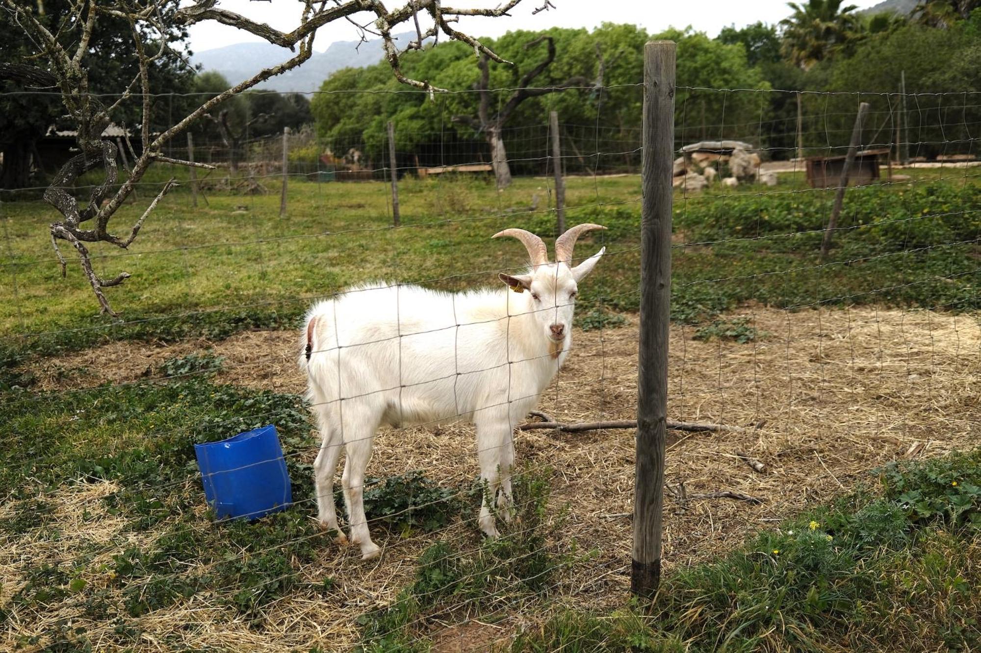 Finca Hotel Ses Cases Noves Sant Llorenc Des Cardassar Luaran gambar